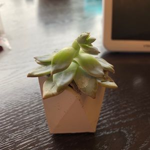 Meet your Posher, Nikita